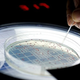 Illustration for article titled Biologists resurrect a 500 million-year-old gene by splicing it with bacteria